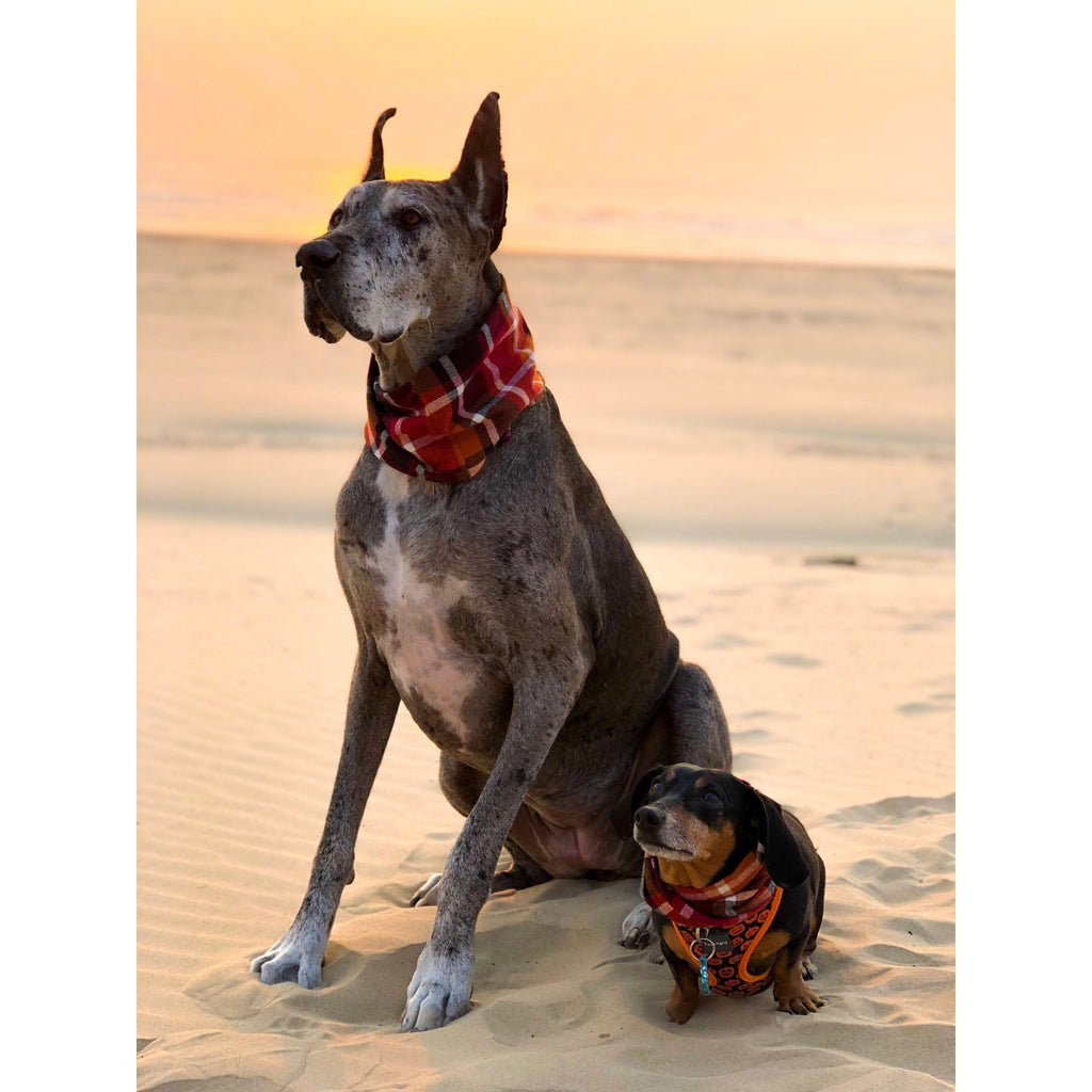 Écharpe pour chien Spice Latte