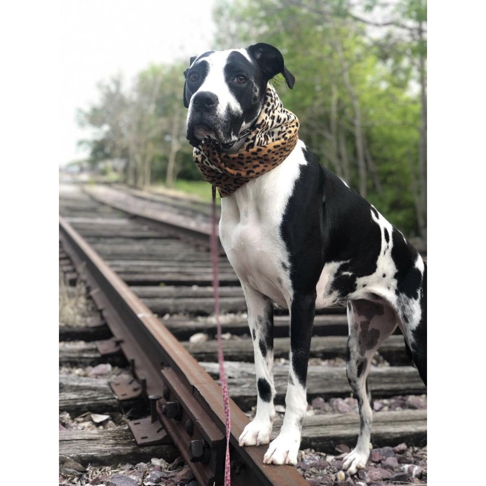 Écharpe pour Chien Chelsea