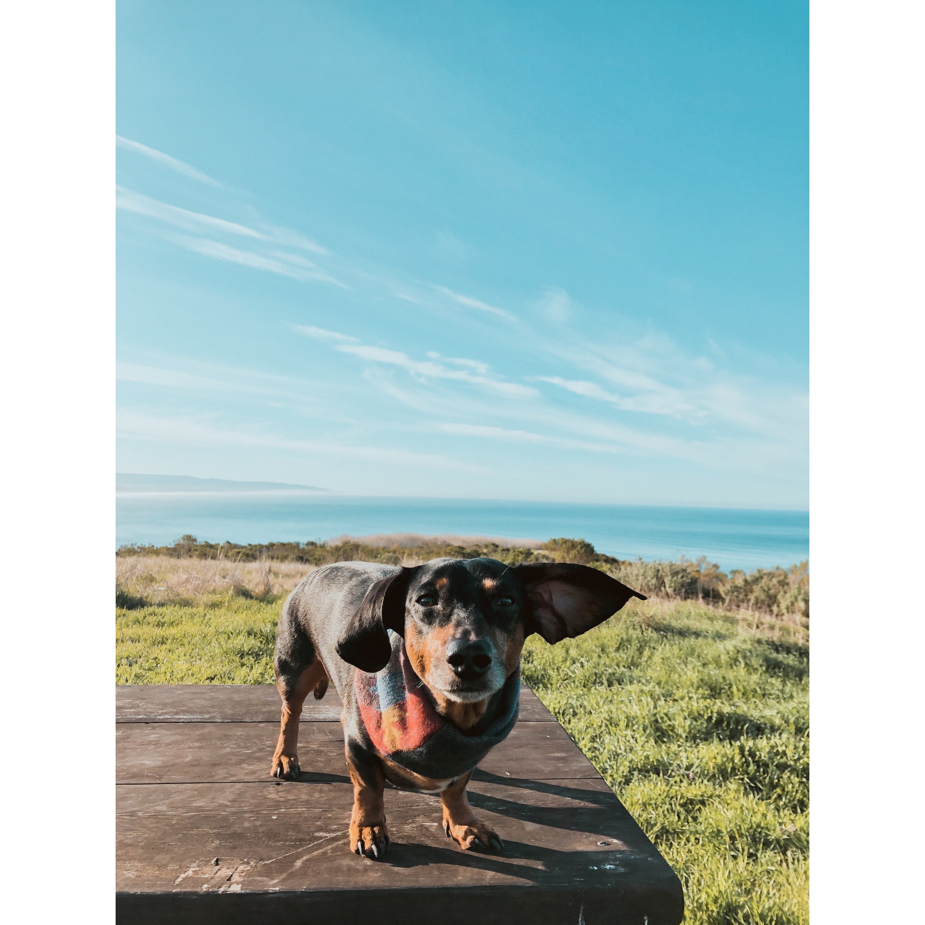 Écharpe pour Chien Sequoia