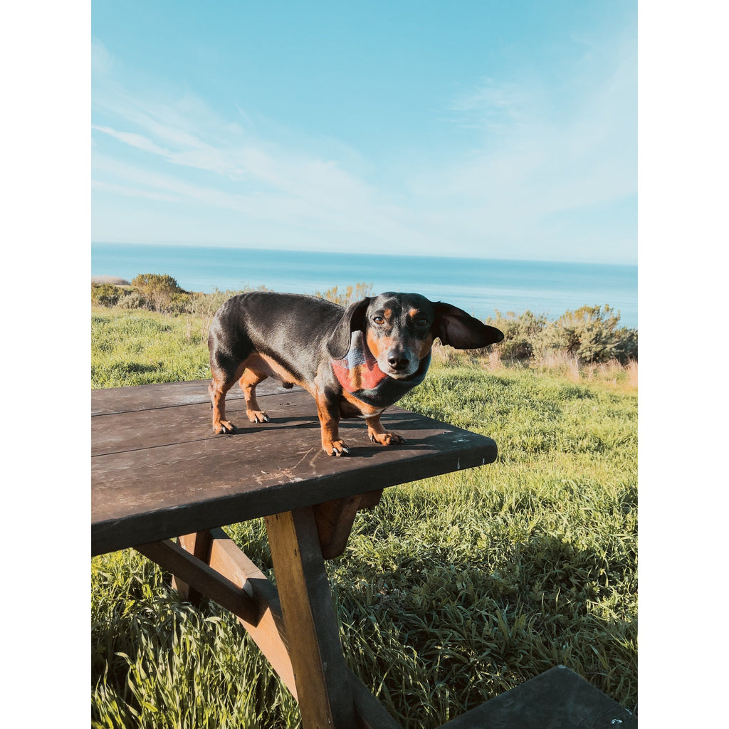 Écharpe pour Chien Sequoia