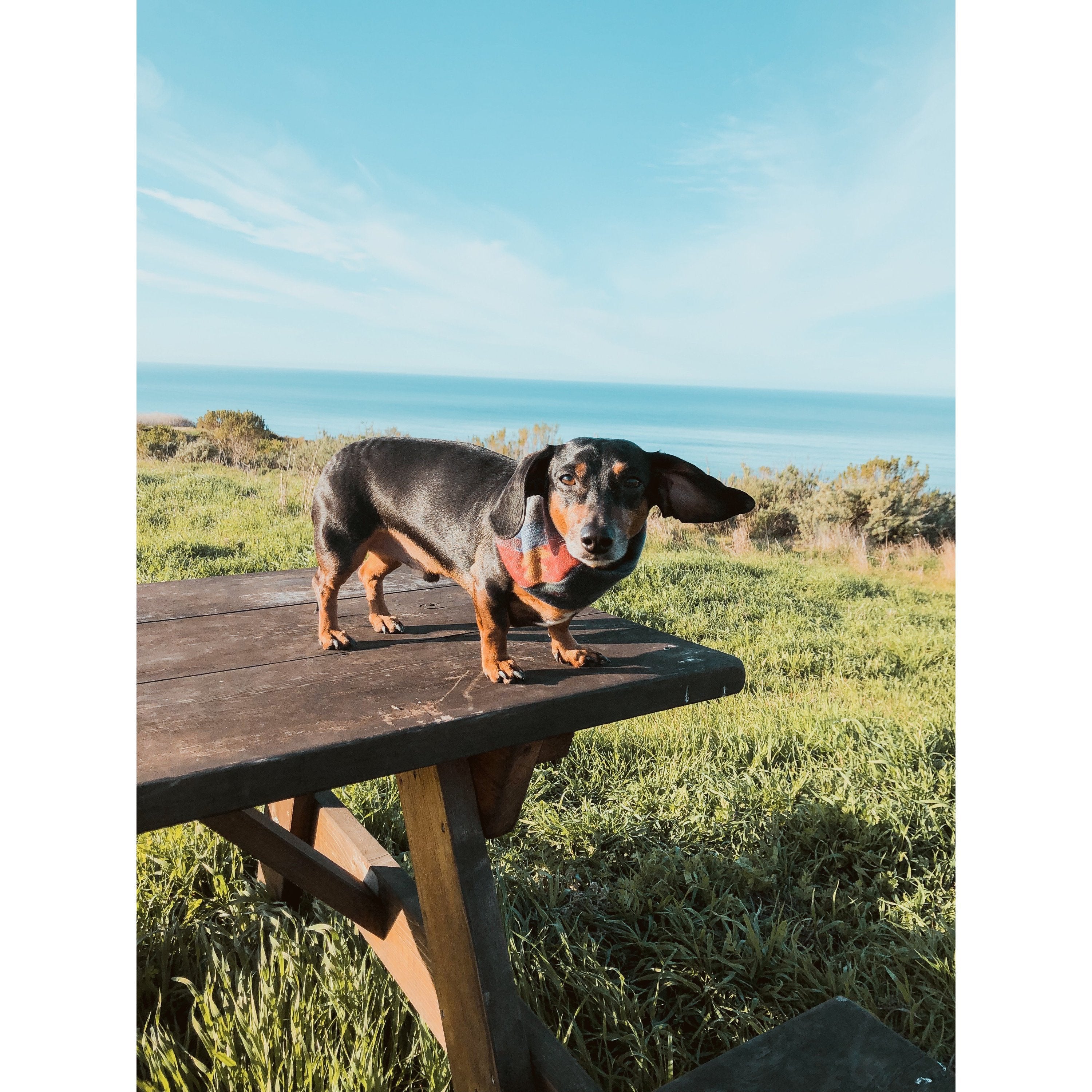 Écharpe pour Chien Sequoia