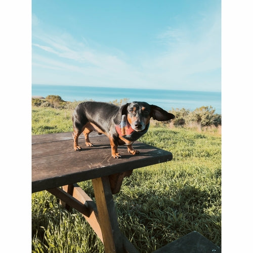 Écharpe pour Chien Sequoia