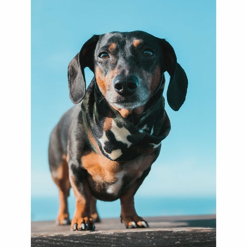 Écharpe camouflage pour chien