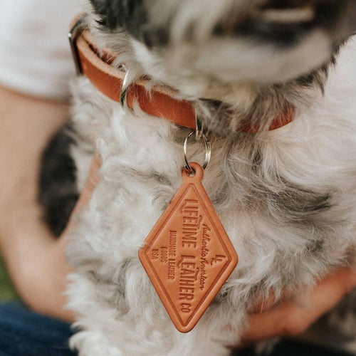 Collier en Cuir pour Chien - Classique