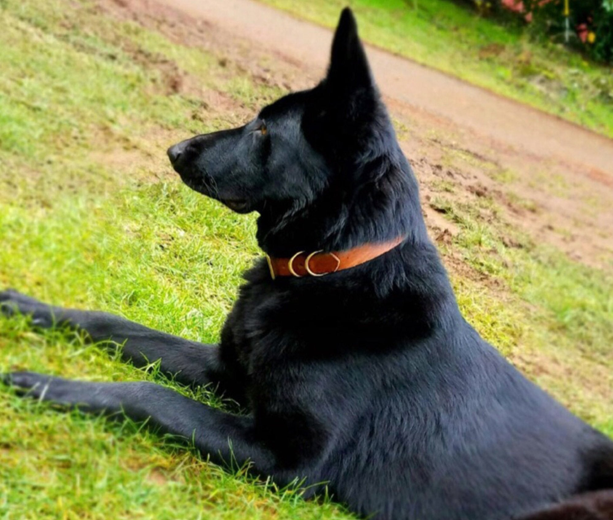 Collier en Cuir pour Chien - Classique
