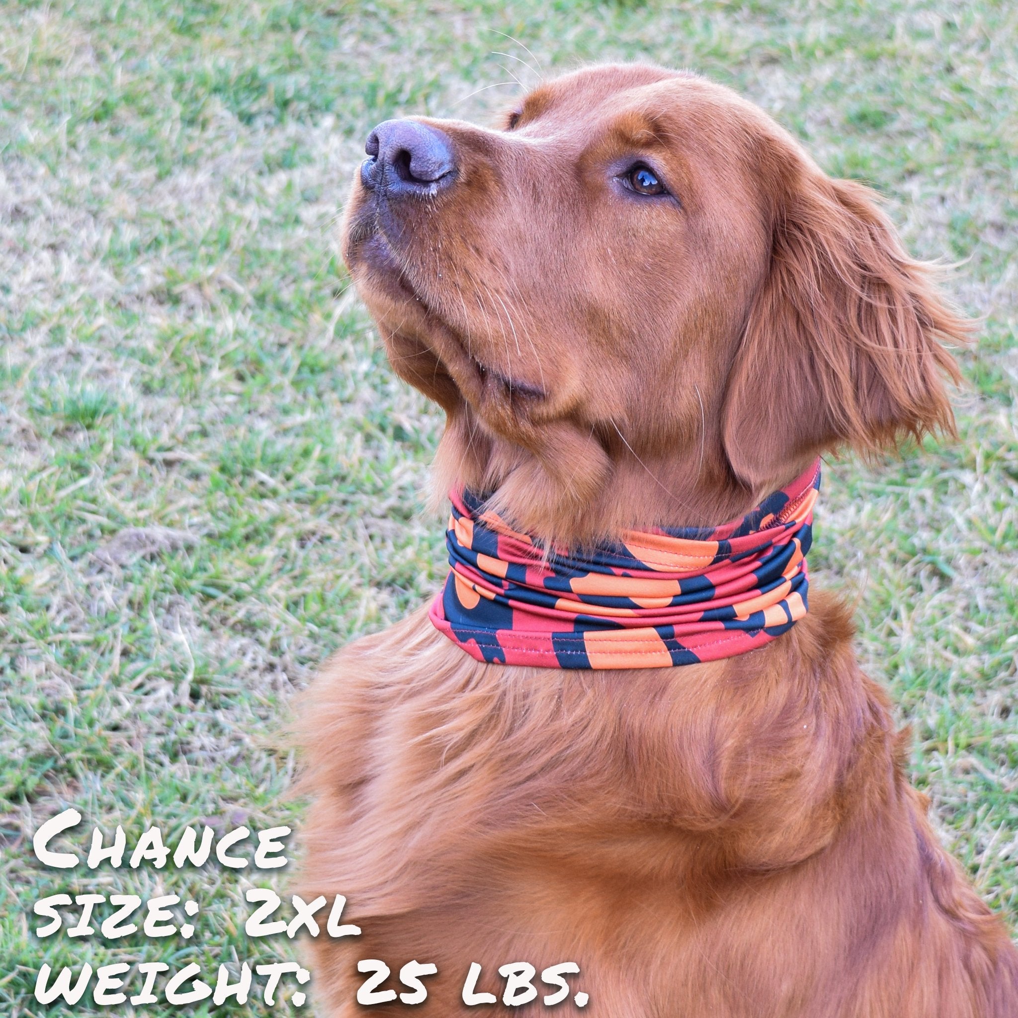 Peau de Léopard pour Chiot