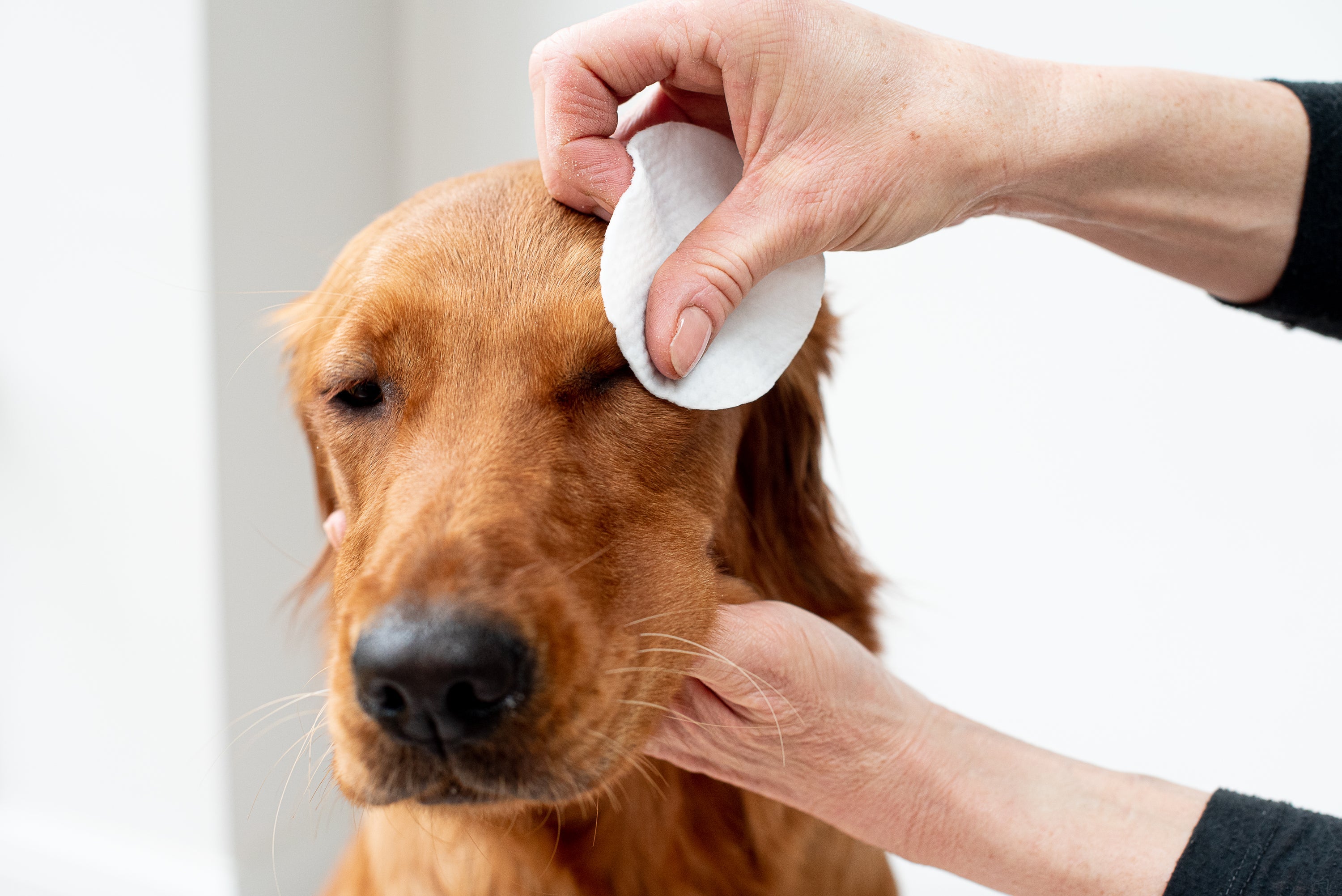 Lingettes pour les Yeux Aloe Vera pour Chiens et Chats - Pack de 120