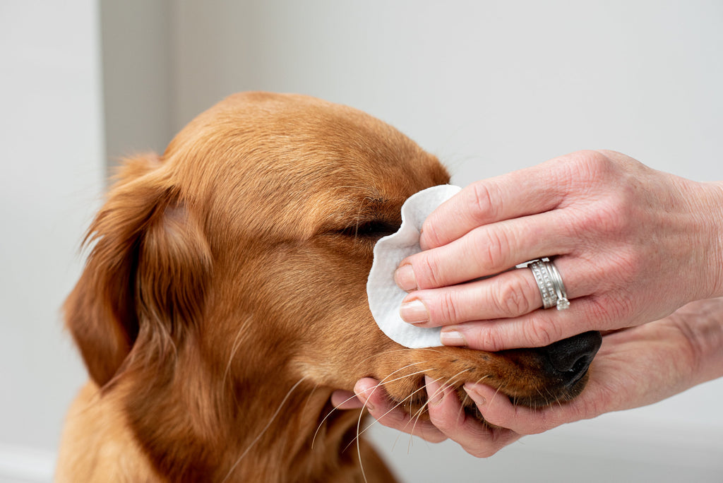 Lingettes pour les Yeux Aloe Vera pour Chiens et Chats - Pack de 120