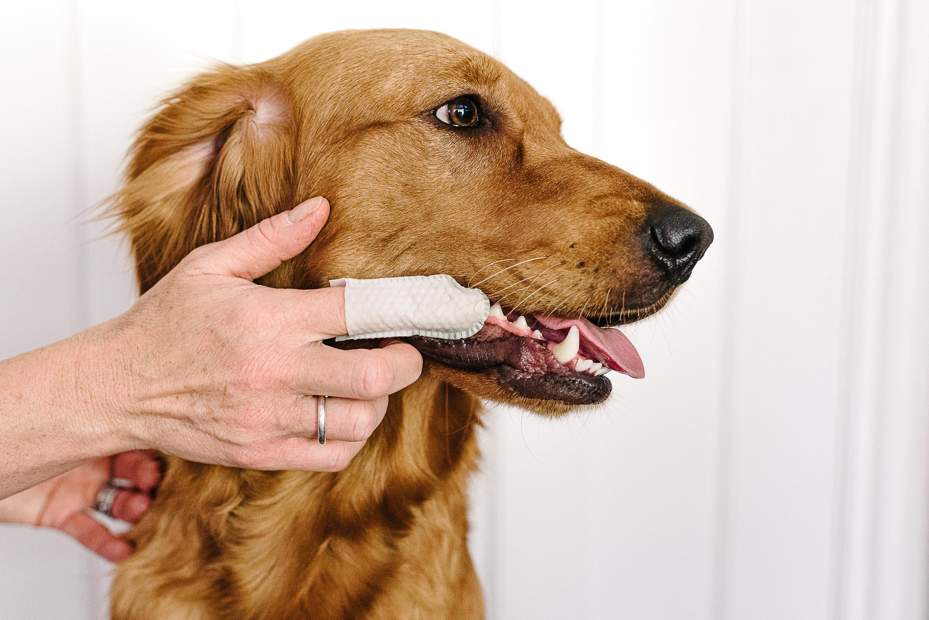 Lingettes Dentaires pour Chiens & Chats
