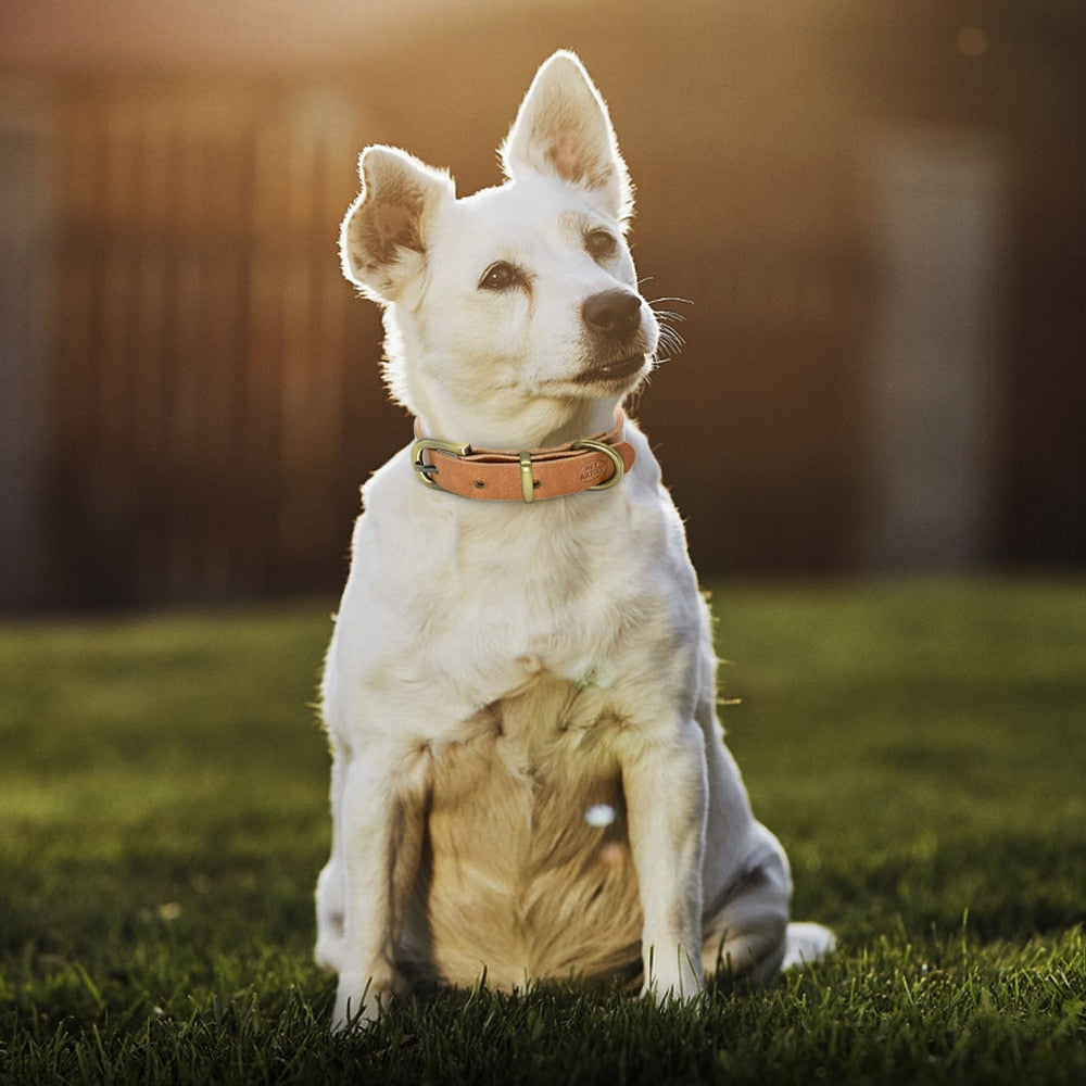 Collier en cuir simple pour chiens de petite et moyenne taille