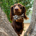 Écharpe pour Chien Chelsea
