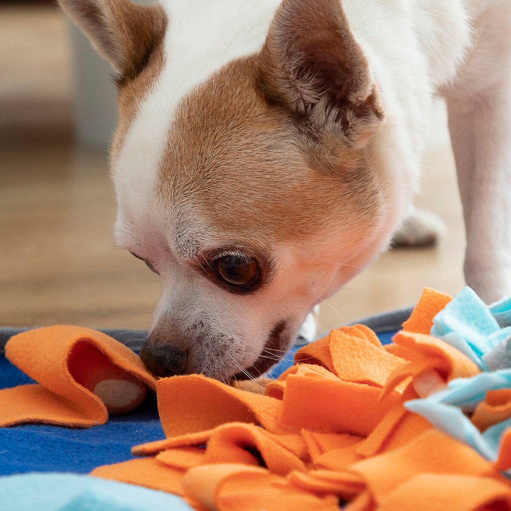 Tapis de reniflement pour animaux