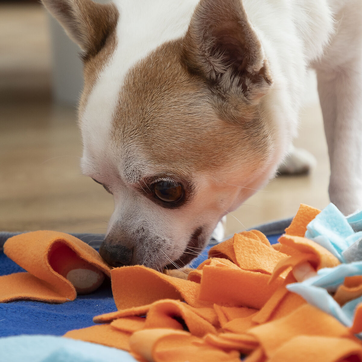 Tapis de reniflement pour animaux