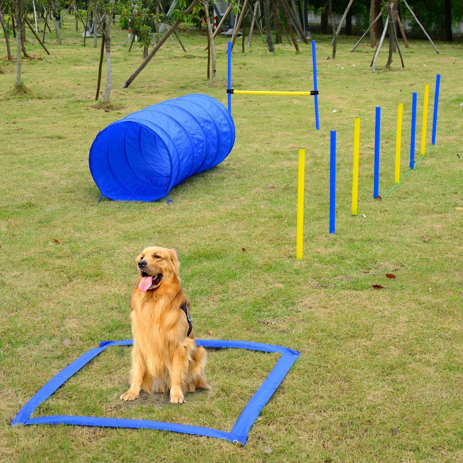 Kit d'Agilité pour Chiens - Améliorez l'Agilité de Votre Compagnon