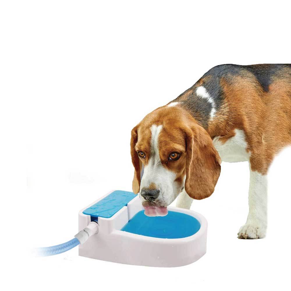 Fontaine à Eau Automatique pour Chien - Extérieur