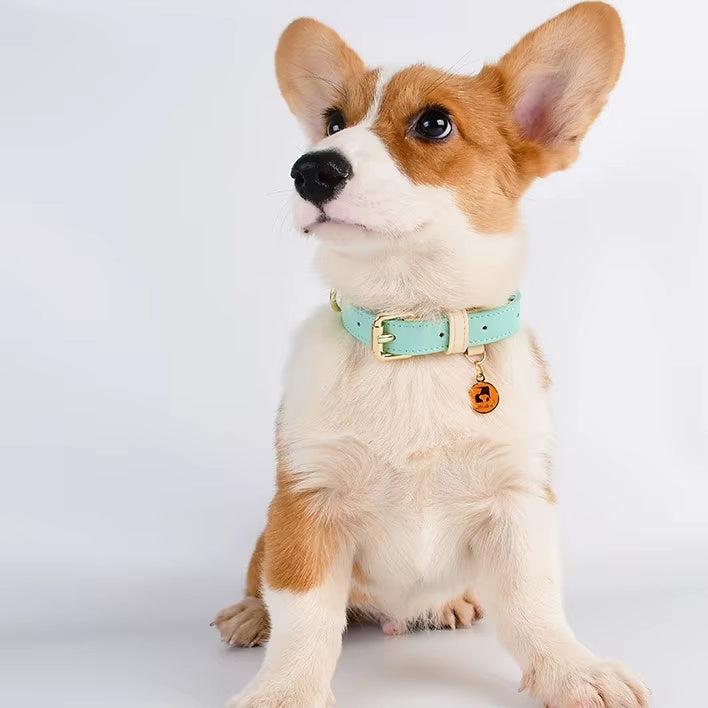 Collier pour chien S M L