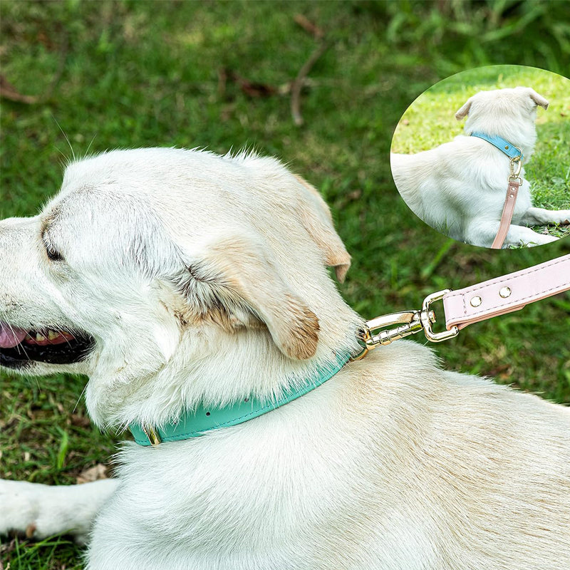 Collier pour chien S M L