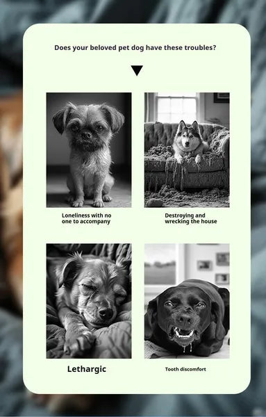 Balle sonore interactive pour animaux, la voix douce du chien et du chat