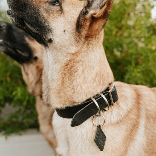 Collier en Cuir pour Chien - Classique