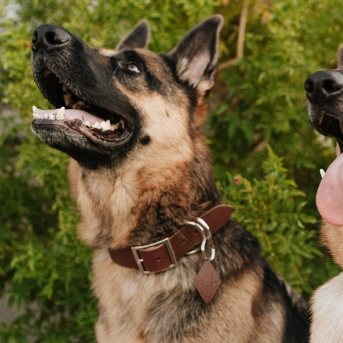 Collier en Cuir pour Chien - Classique