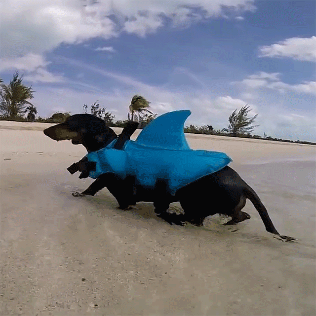 Gilet de natation pour chien requin