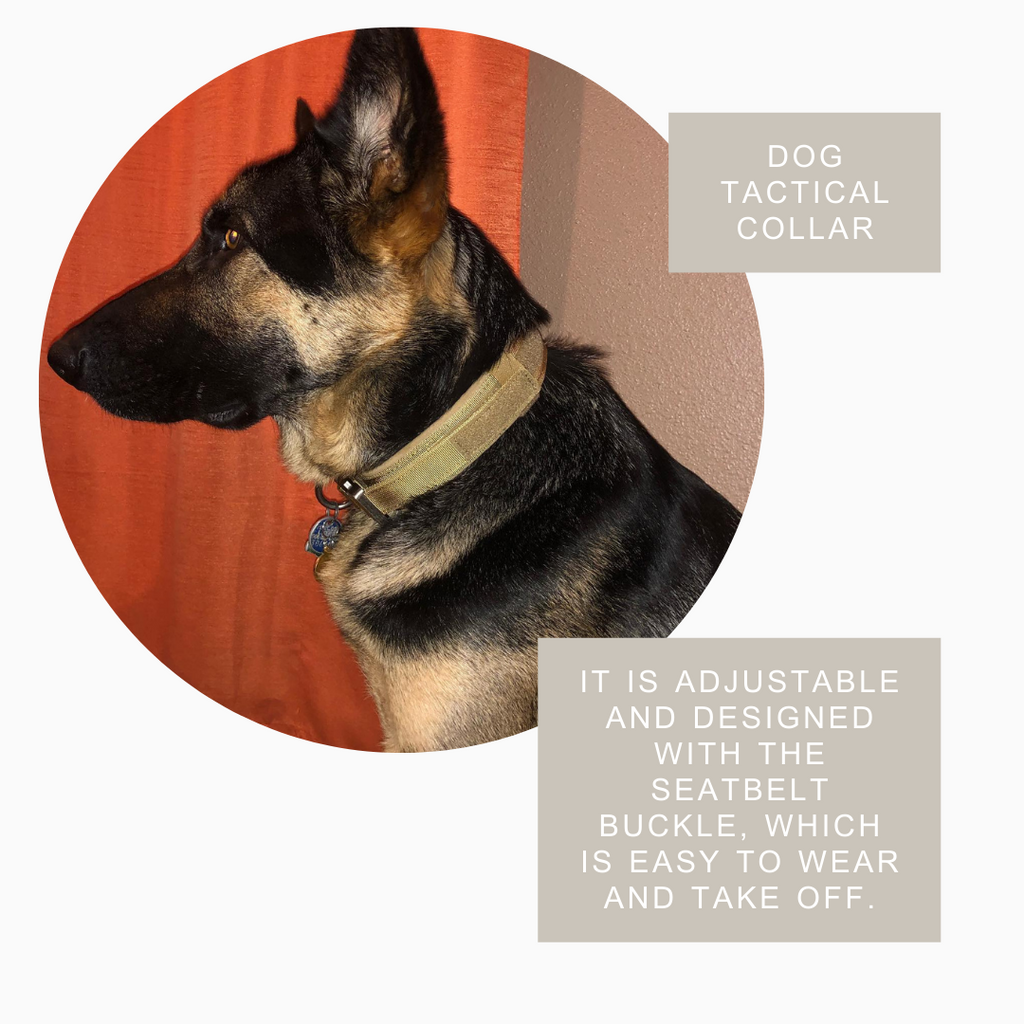 Collier Tactique Résistant pour Chien