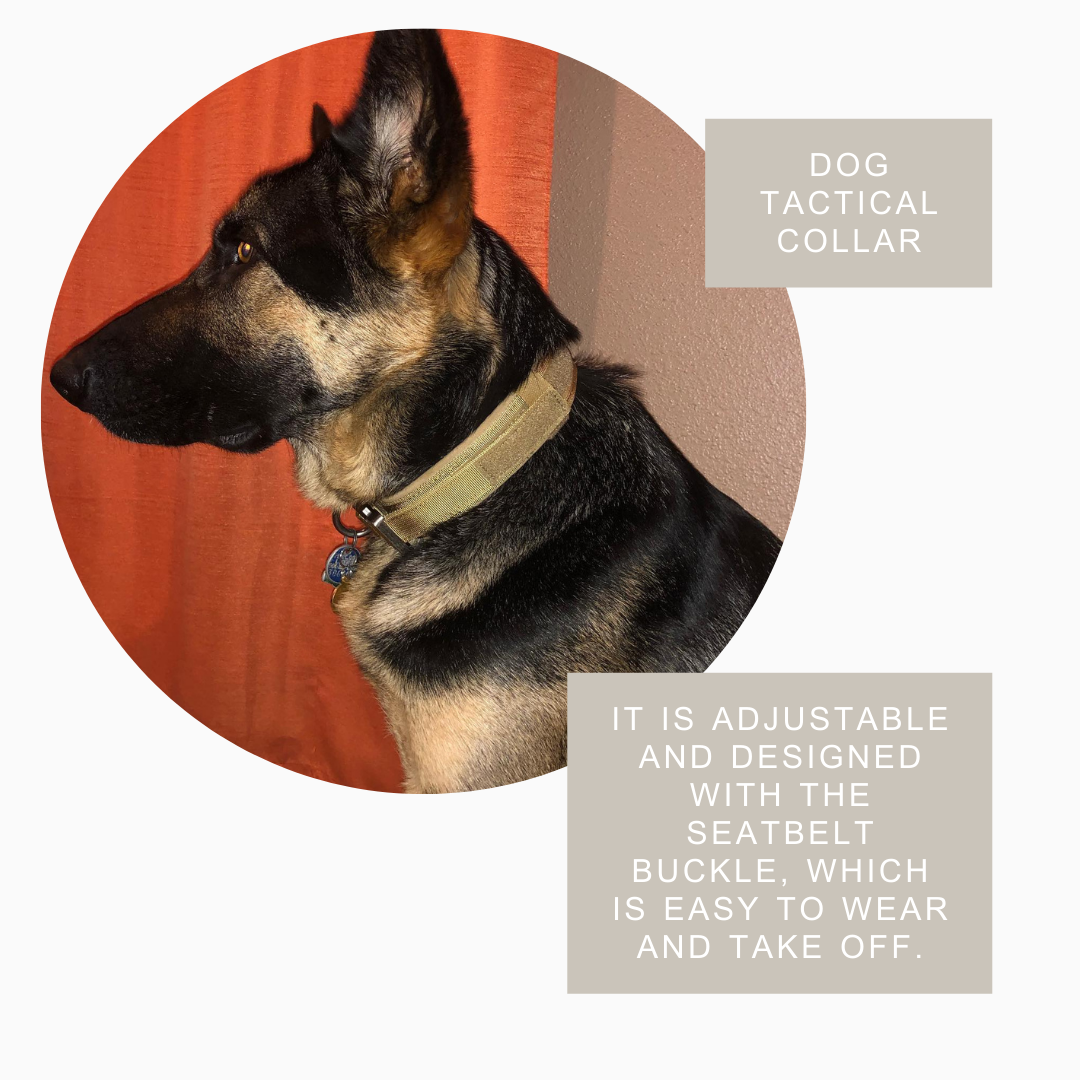 Collier Tactique Résistant pour Chien