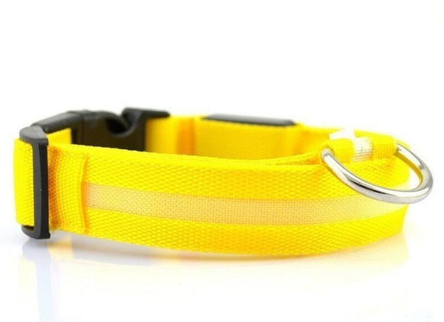 Collier pour chien à LED rechargeable par USB