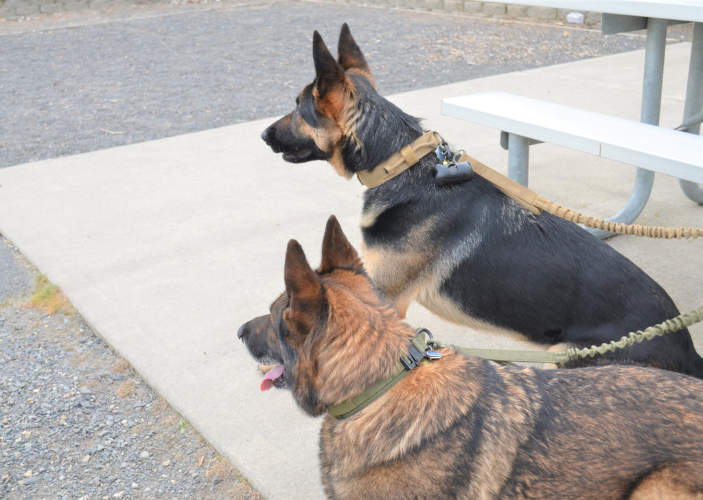 Harnais Tactique pour Chien avec Collier et Laisse