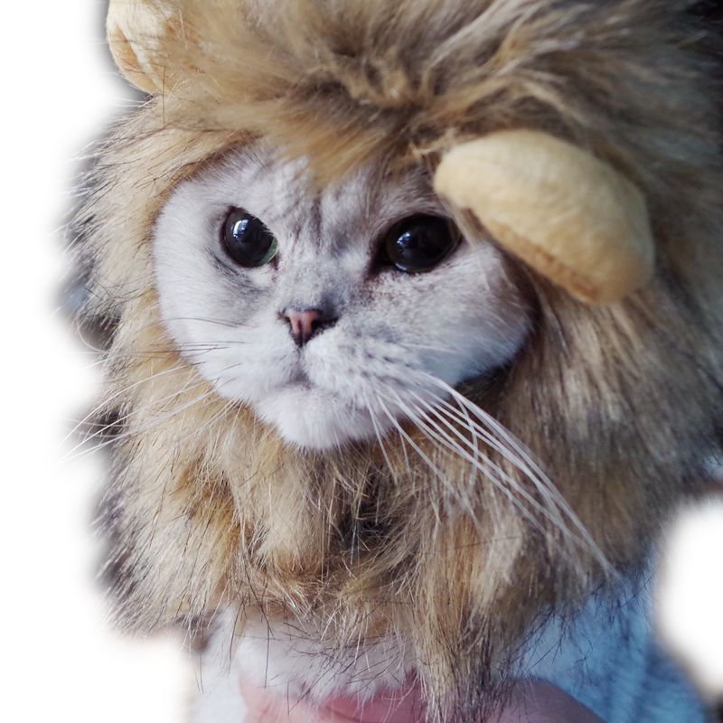 Chapeau de Lion pour Chats