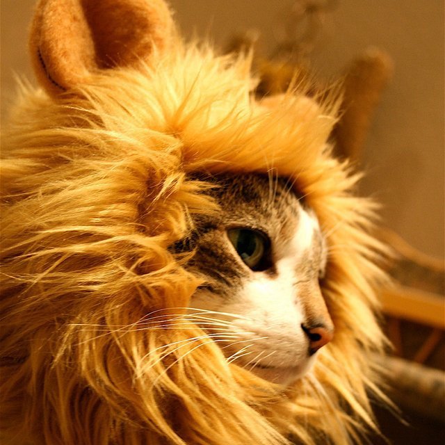 Chapeau de Lion pour Chats