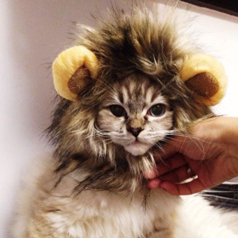 Chapeau de Lion pour Chats