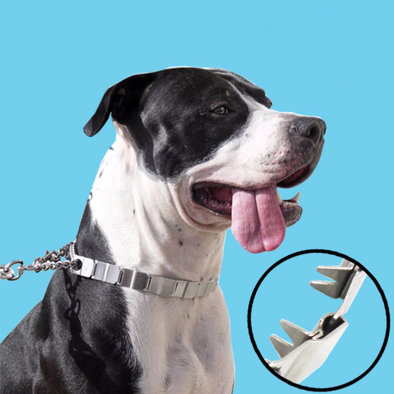Collier de Dressage pour Chien