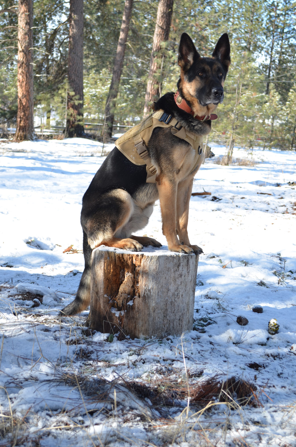 Harnais Tactique pour Chien avec Collier et Laisse