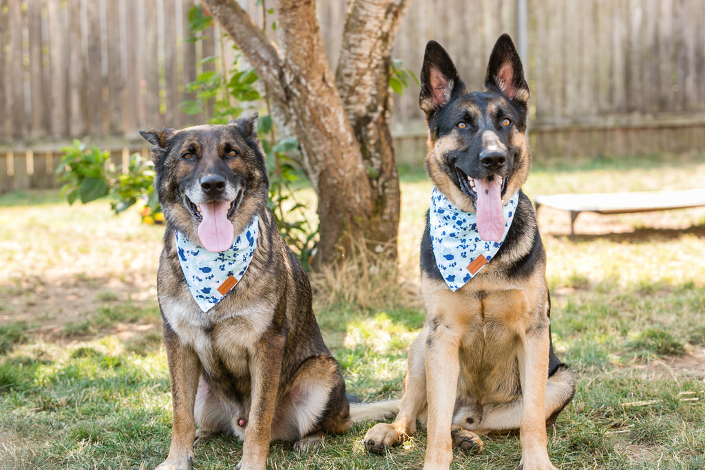 Bandana Réglable pour Chien