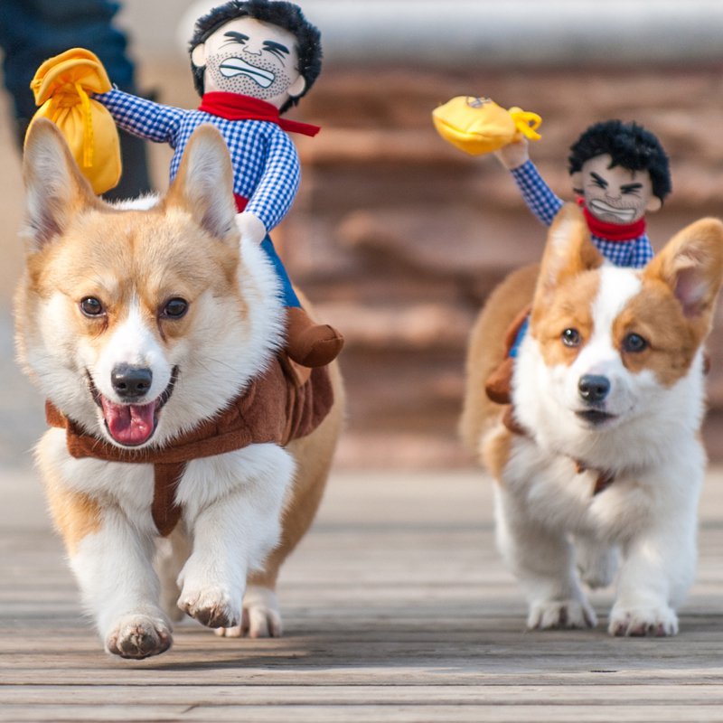 Tenue de cowboy pour chiot