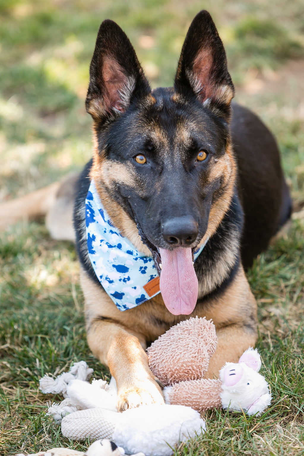 Ensemble de 6 jouets en peluche pour chiens