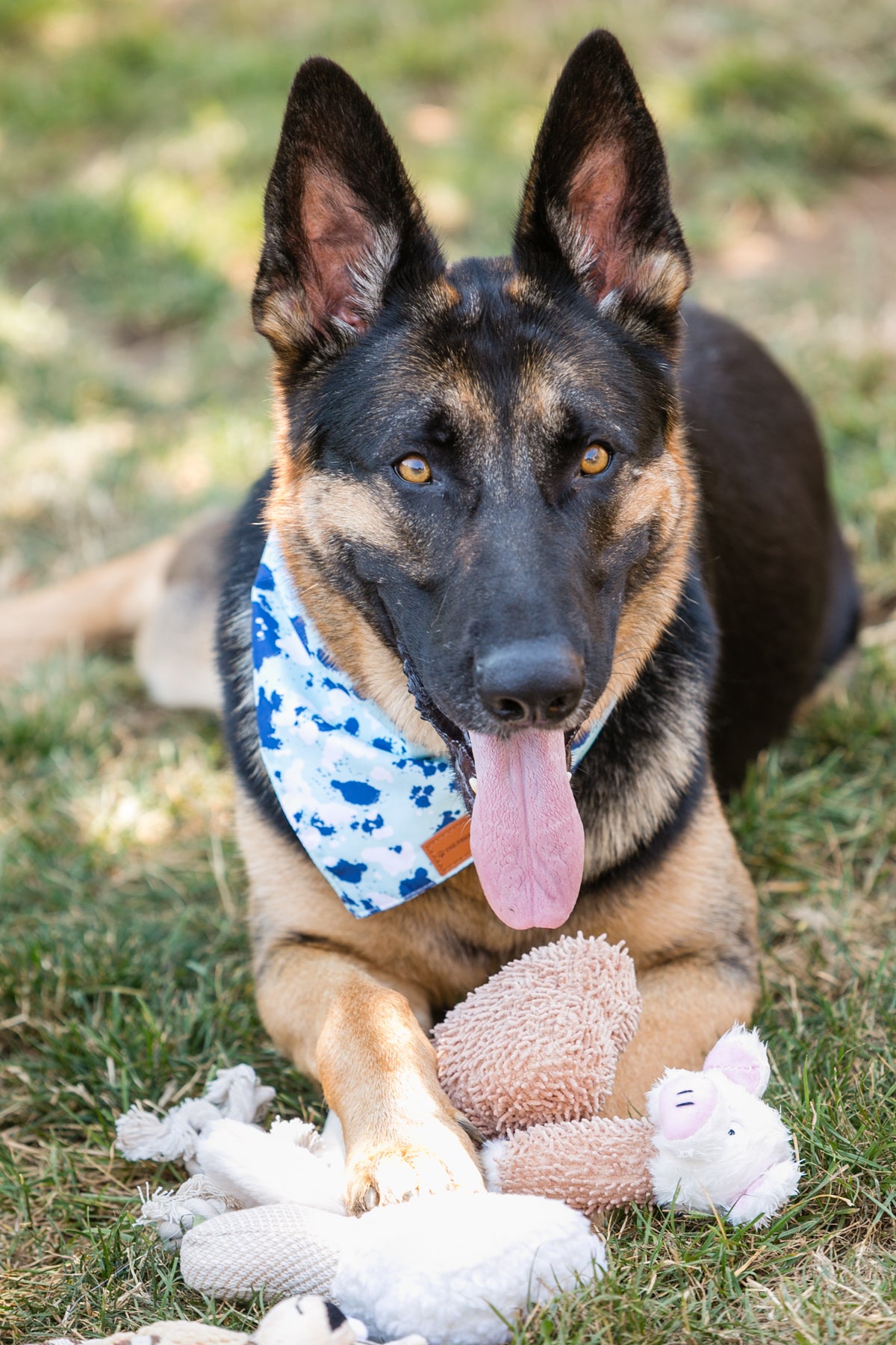 Ensemble de 6 jouets en peluche pour chiens
