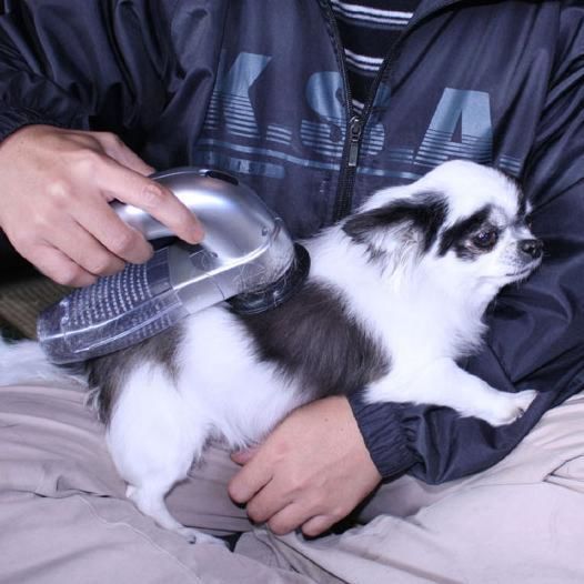 Aspirateur portable pour cheveux d'animaux