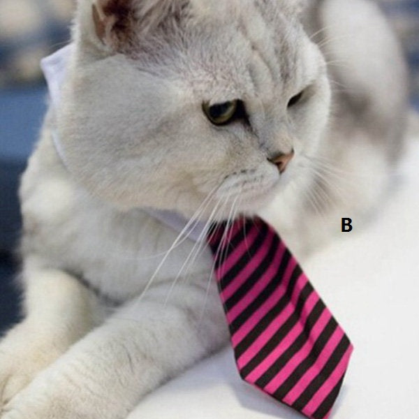 Handsome Chat Collier & Tie