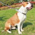 Collier de Dressage pour Chien