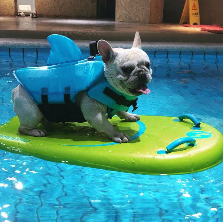 Gilet de natation pour chien requin