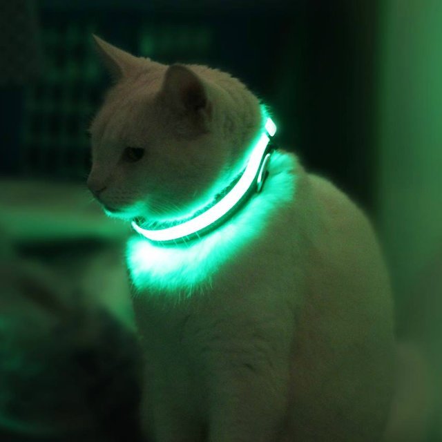 HALO MINI Illuminated Animal Collier