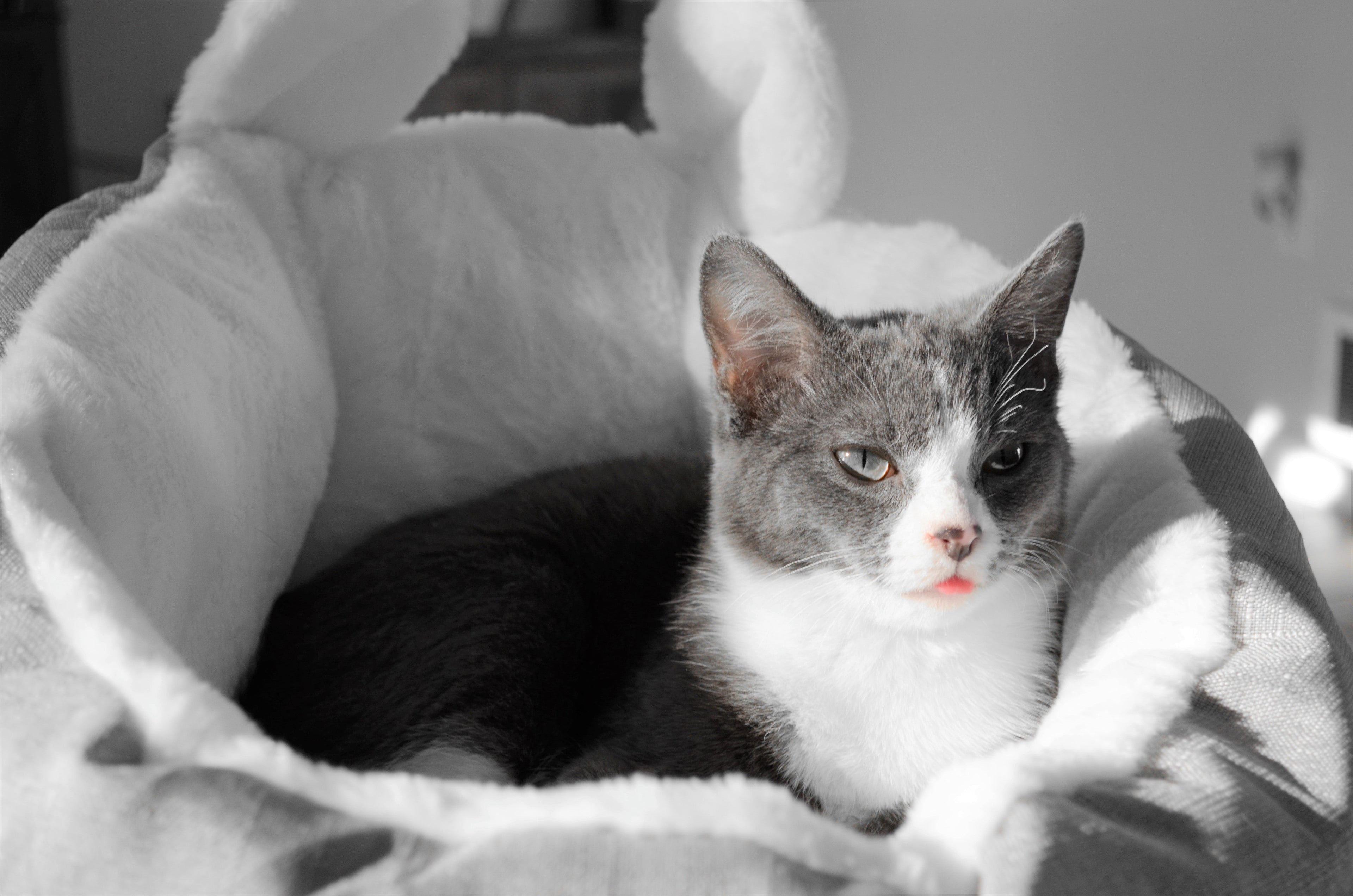 Sac de Couchage pour Petit Animal (Gris)