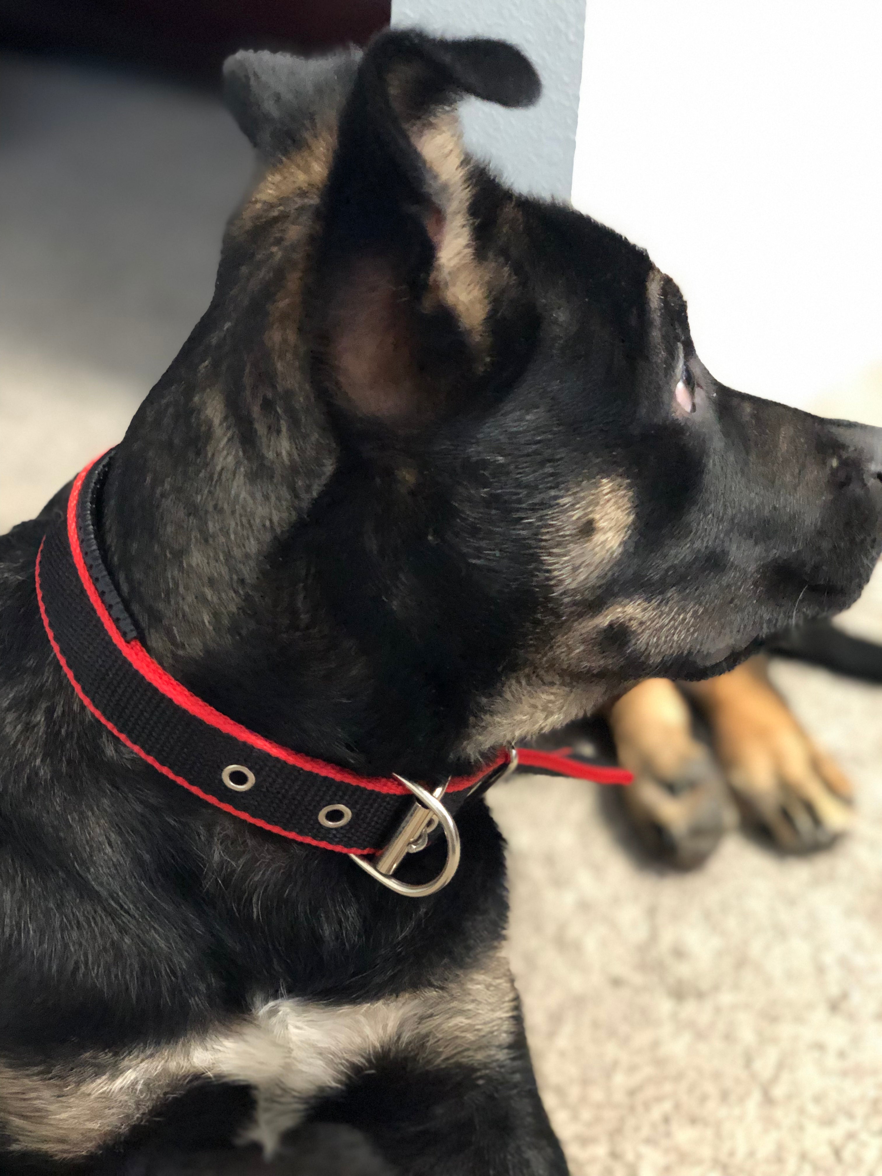 Collier Résistant pour Chien - Rouge/Noir