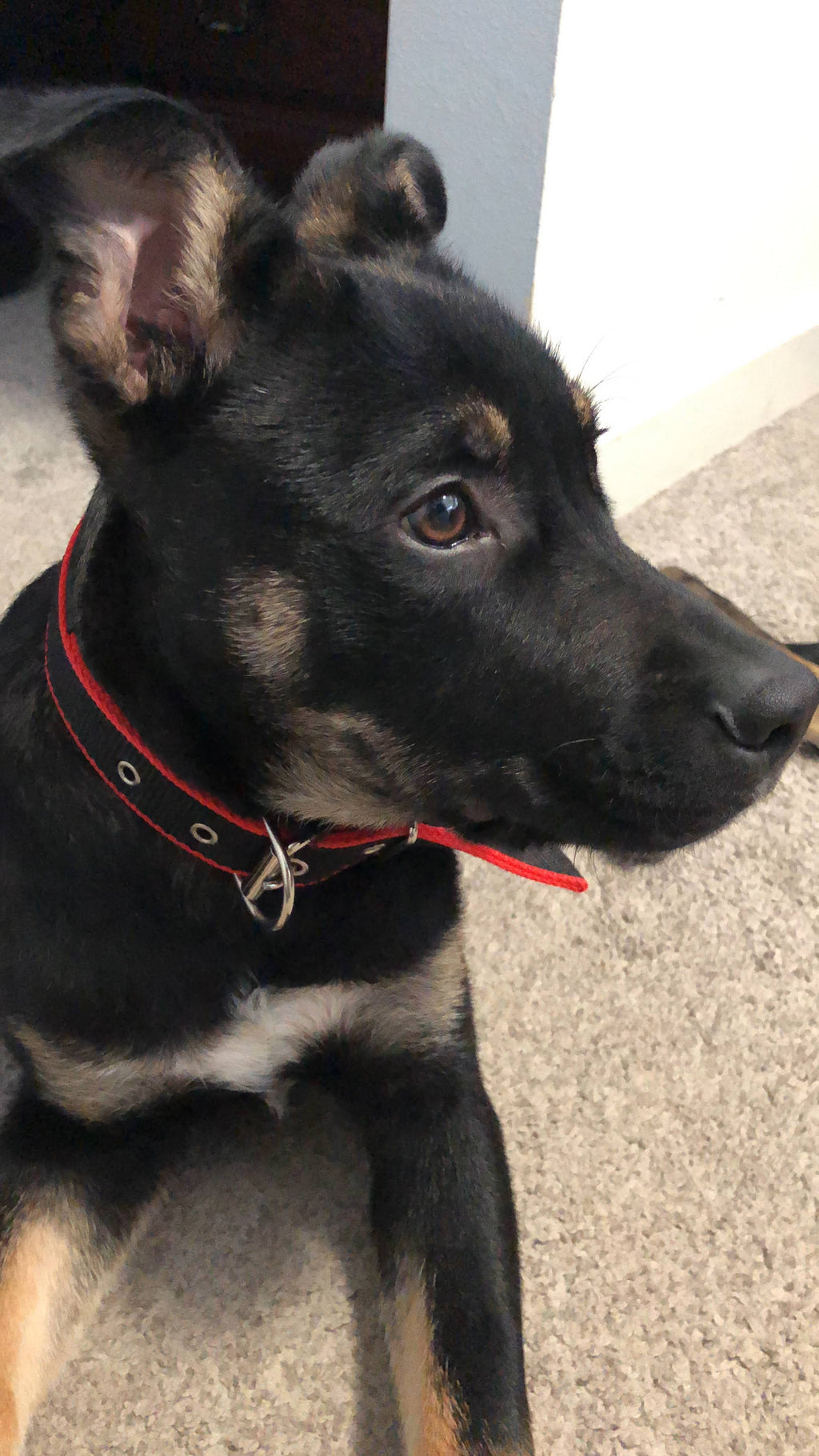 Collier Résistant pour Chien - Rouge/Noir