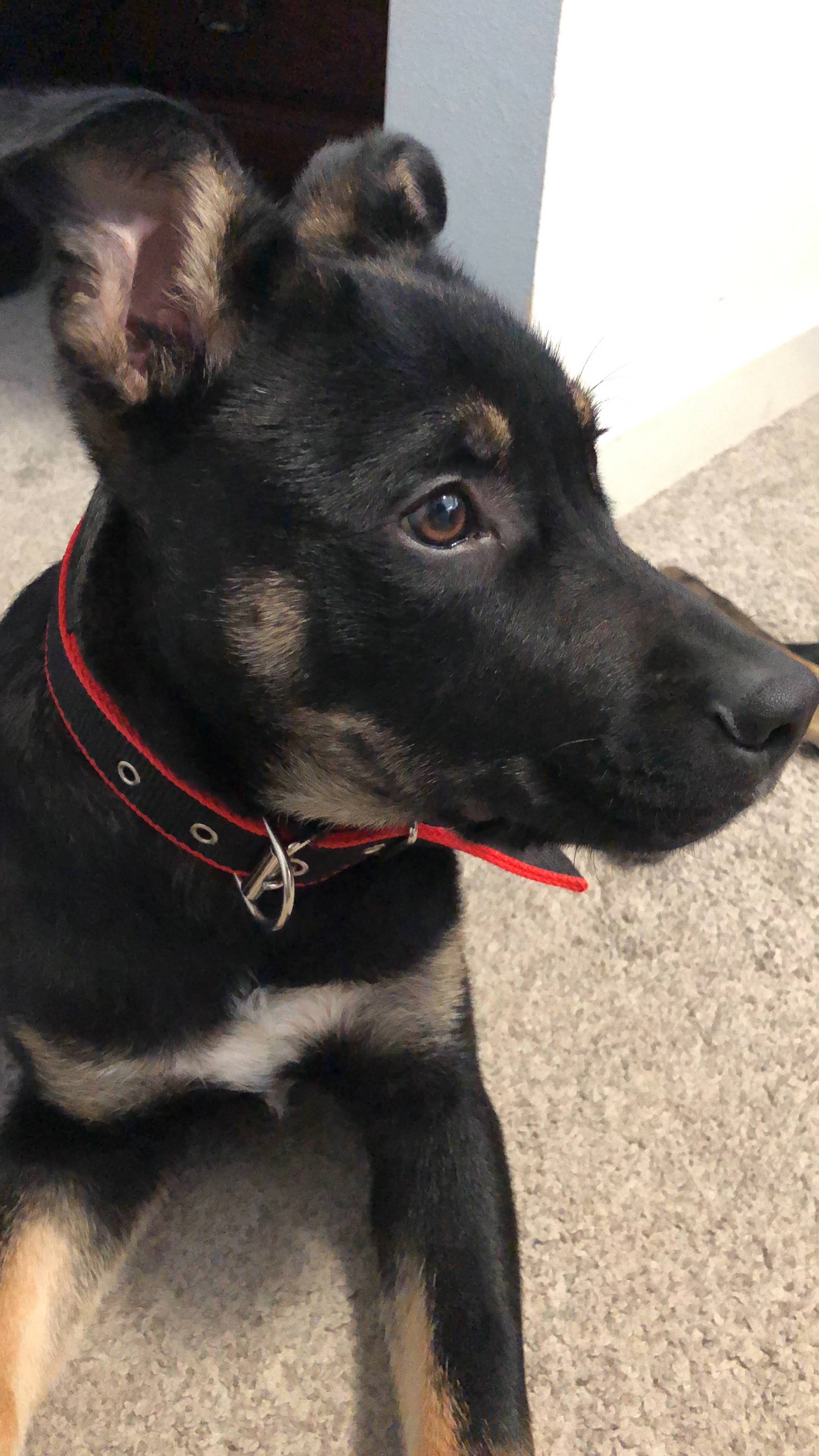 Collier Résistant pour Chien - Rouge/Noir