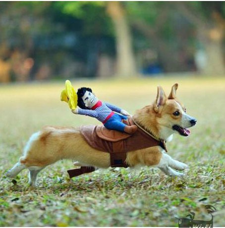 Tenue de cowboy pour chiot
