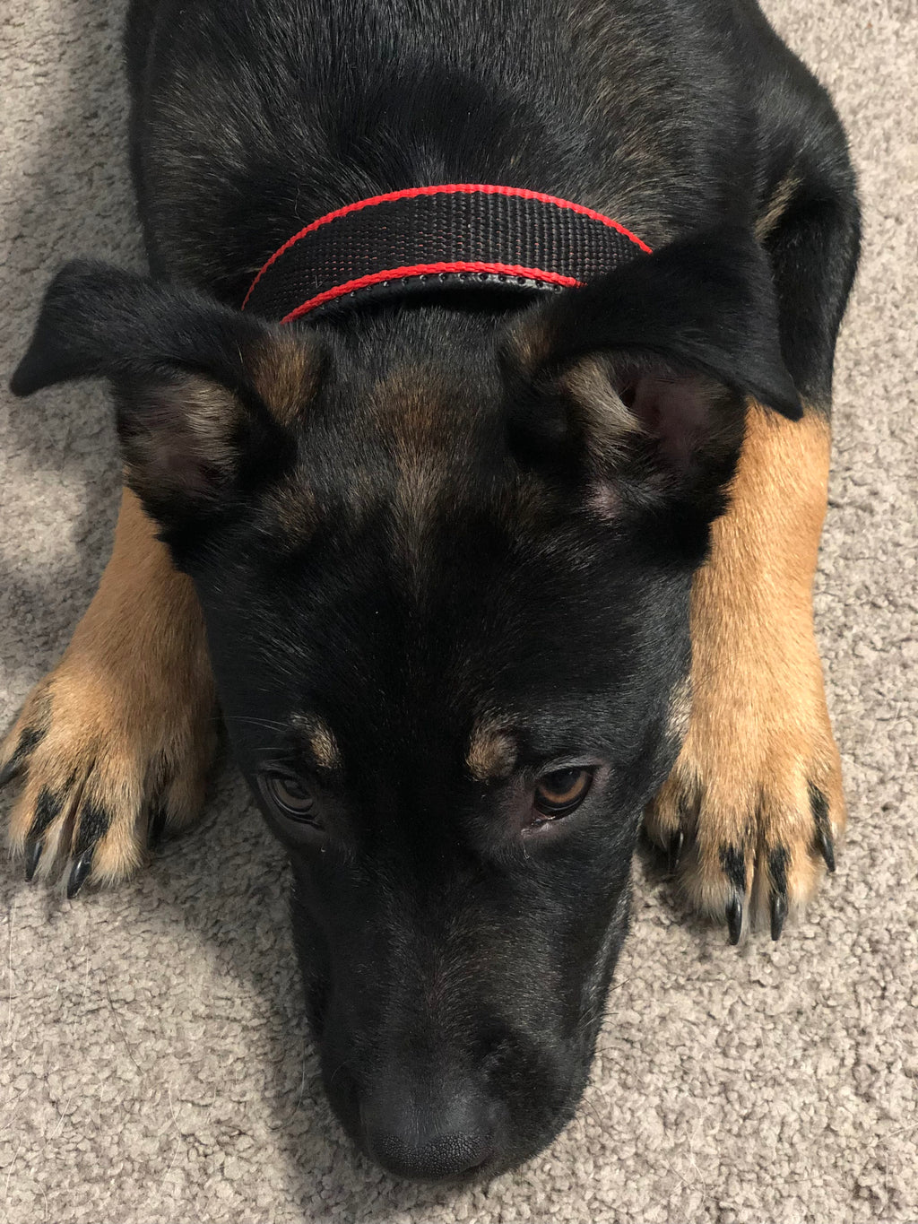 Collier Résistant pour Chien - Rouge/Noir