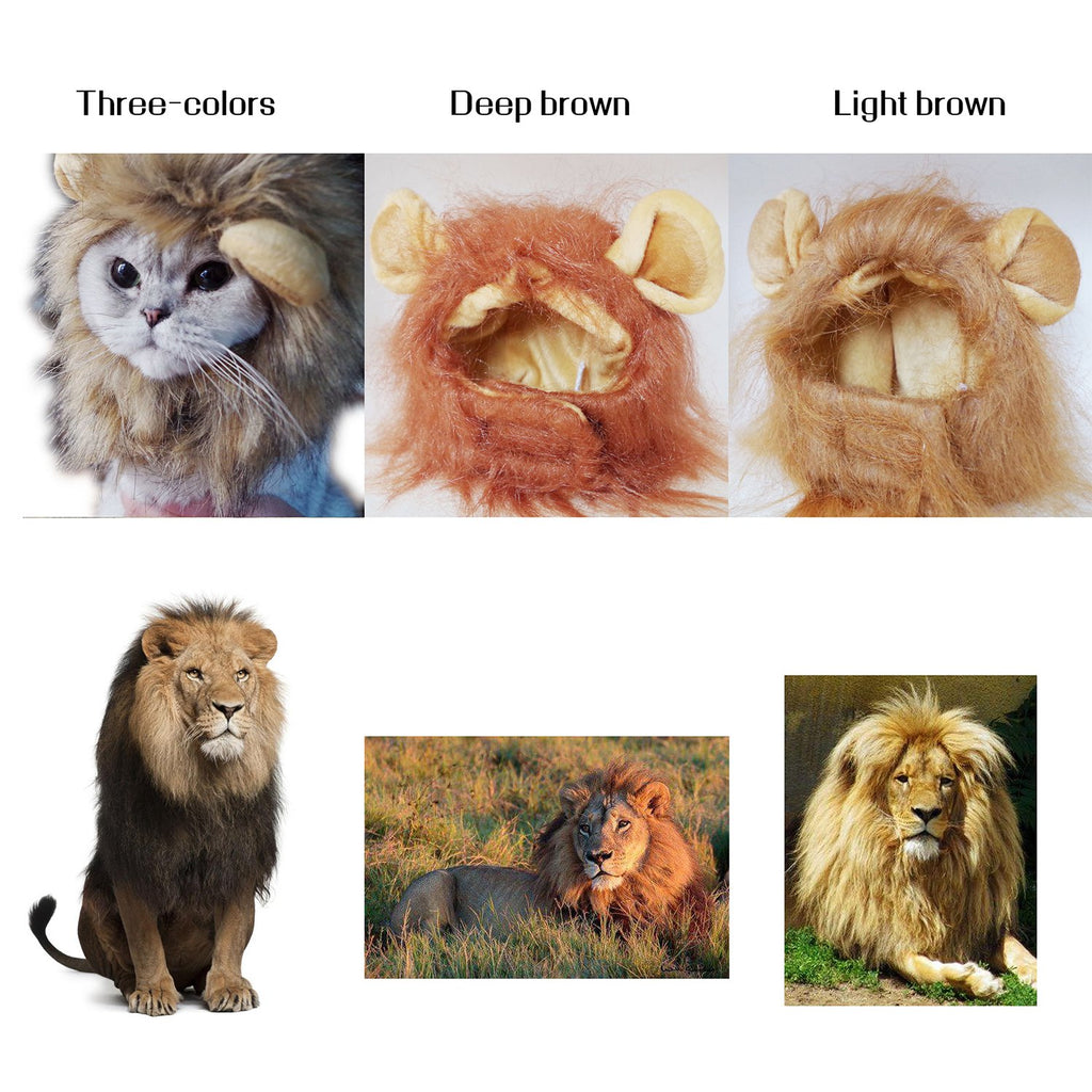 Chapeau de Lion pour Chats